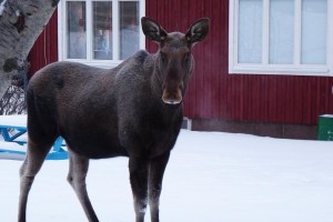 Abisko Elch