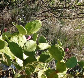 PCT Thruhike 2015: All you need is...? Kaktus