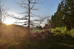 Rothaarsteig Morgenstimmung