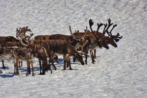 Senja pa langs Anderdalen Rentiere