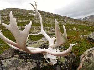 Senja pa langs Rentiergeweih