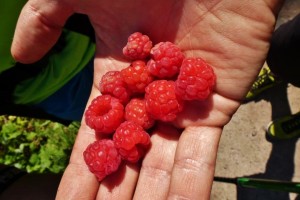 Tjustleden Himbeeren