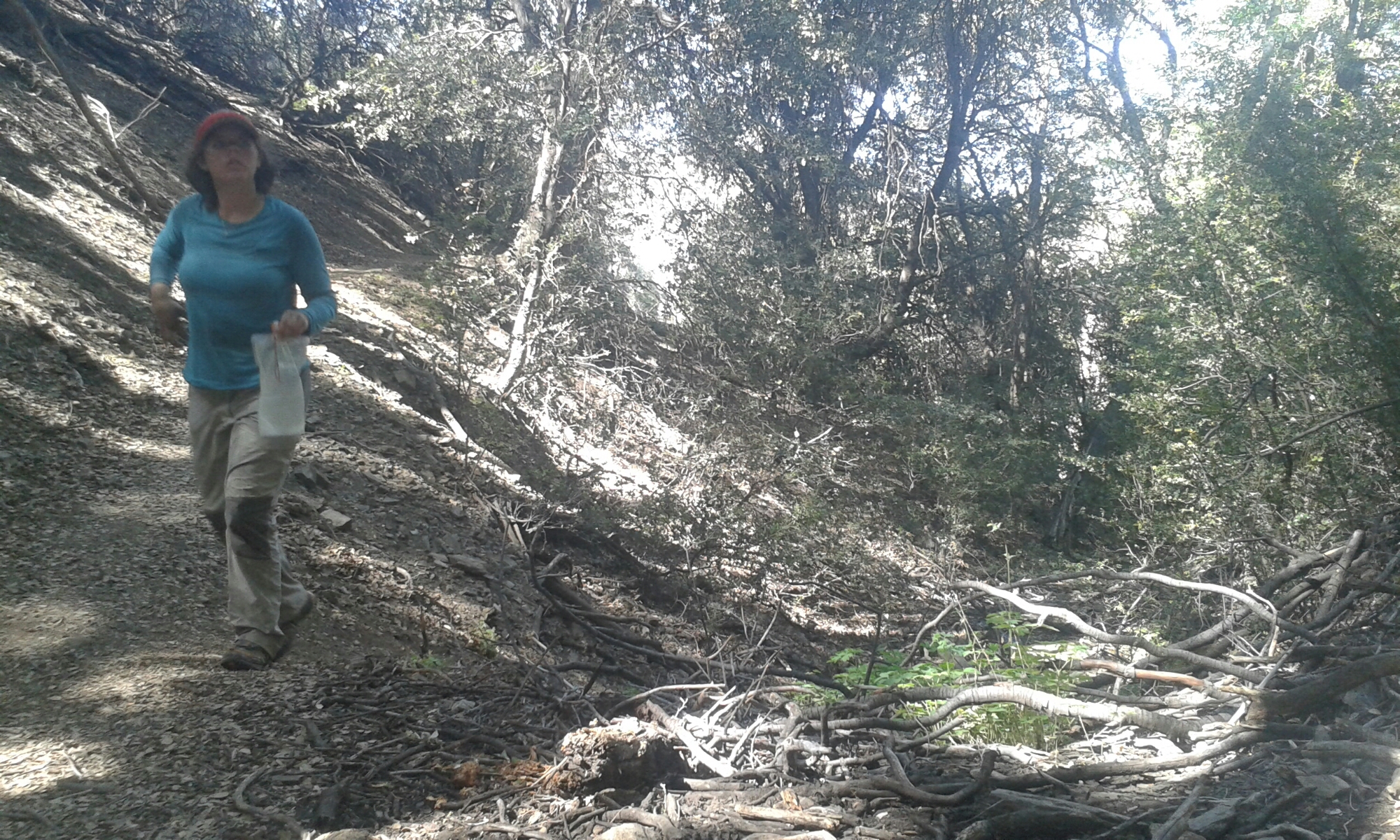 Quelle mit Mücken image