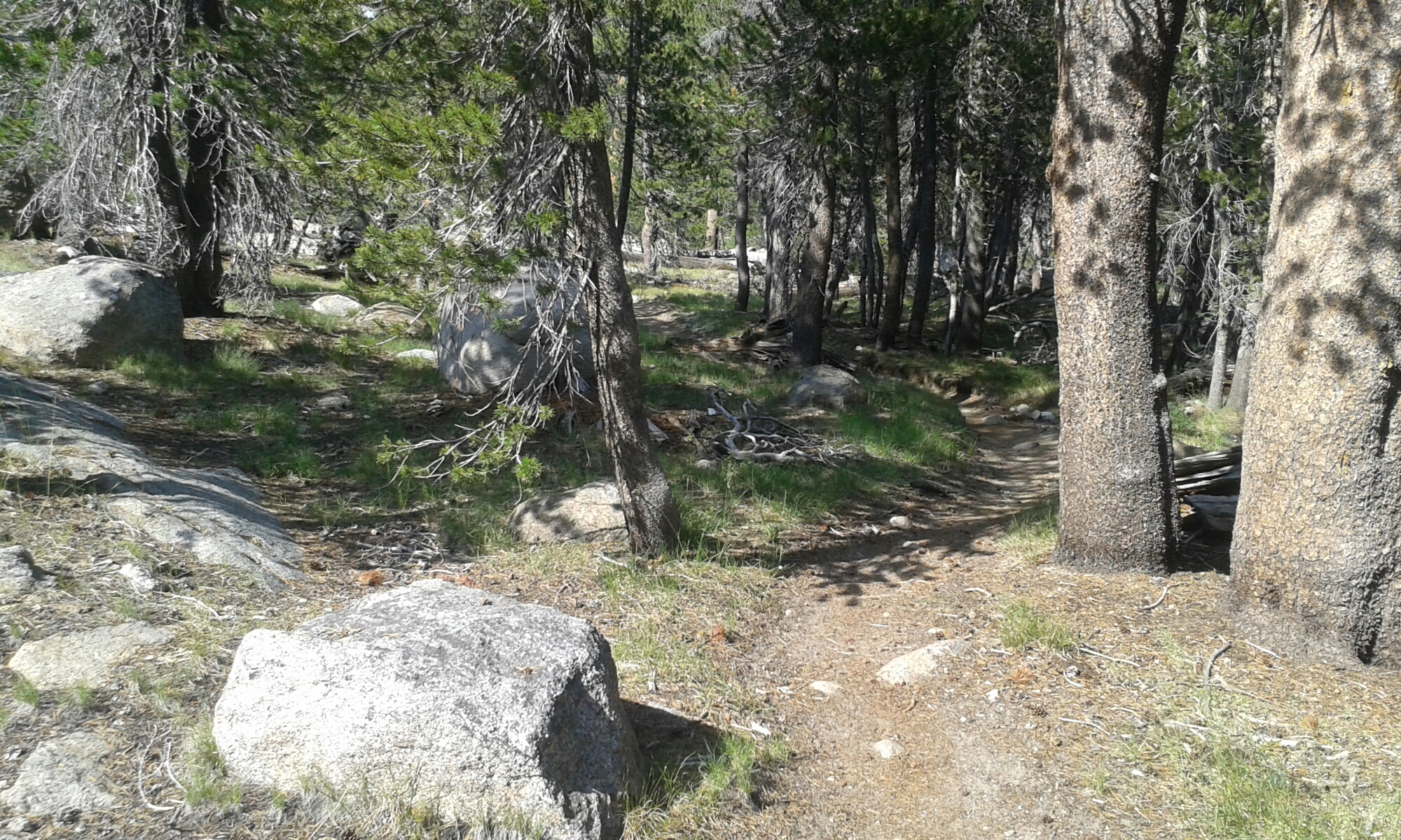 Bärenparadies, aber keiner zeigt sich! image