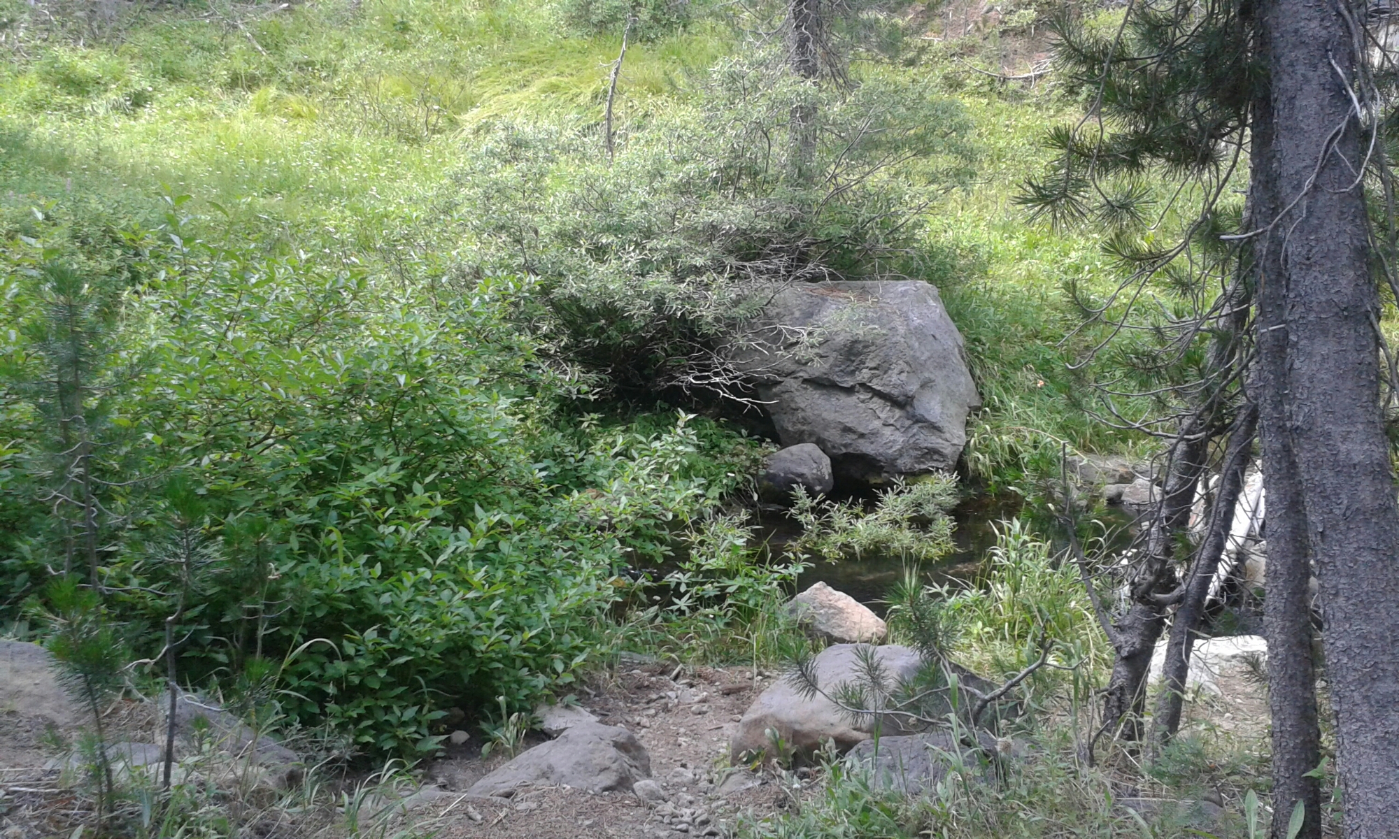 Wasser im Grüneb image