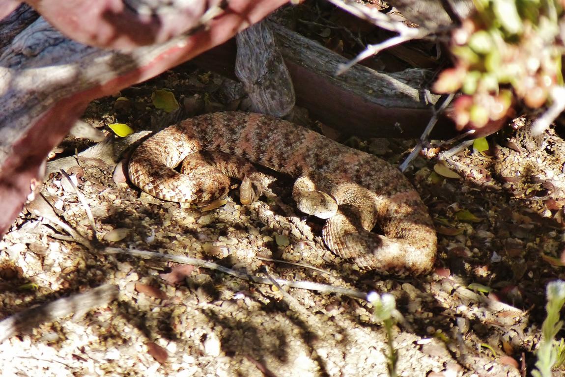 PCT How to: Wie sorge ich für Sicherheit? Klapperschlange auf dem PCT