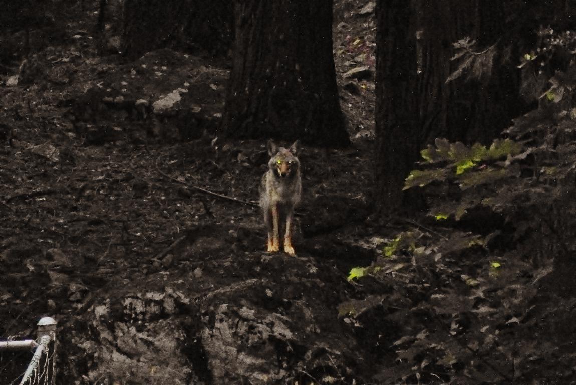 PCT How to: Wie sorge ich für Sicherheit? Curious Coyote
